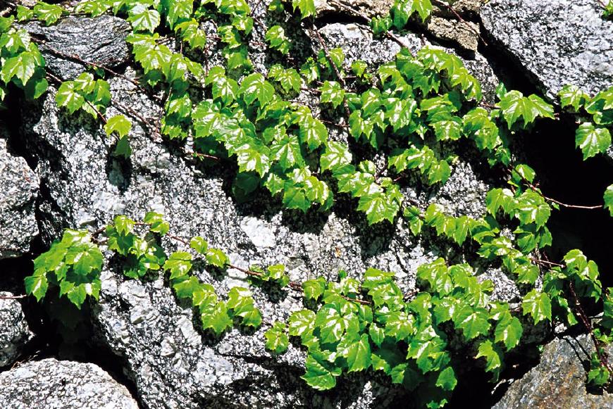 常春藤可以栽在假山上吗,心形常春藤盆栽