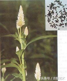 四川常用中草药图谱,茎块中草药图谱大全