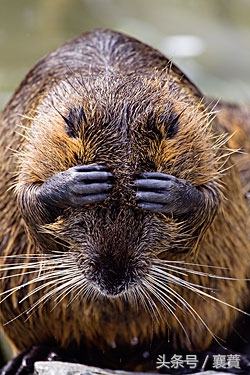 不是*局骗**但是赚钱很难,4种毛皮动物发展受阻