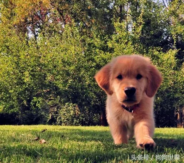 狗狗第一次来月经注意事项,狗狗生产后的5大注意事项