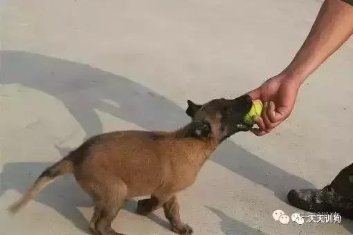 训练马犬视频教程大全,训练马犬教程从零开始