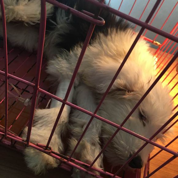 去狗市，1300元买下这只未满两月的古牧，我们的噩梦就开始了