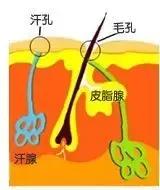 毛孔粗大容易解决问题吗,毛孔粗大会怎么样