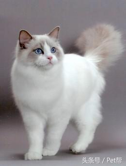 世界名猫品种大全图片及名字介绍,世界名猫品种及价格表