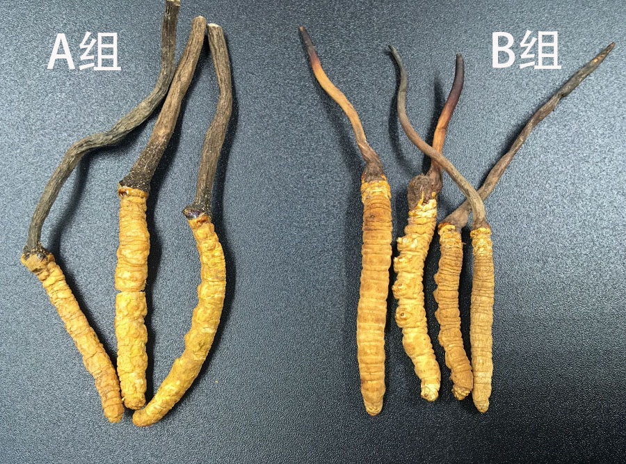 老中医讲经验分享一味好中药,中医遇到束手无策时补什么