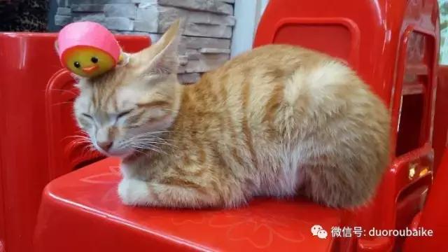 小心！这些坏蛋会吃多肉哦！