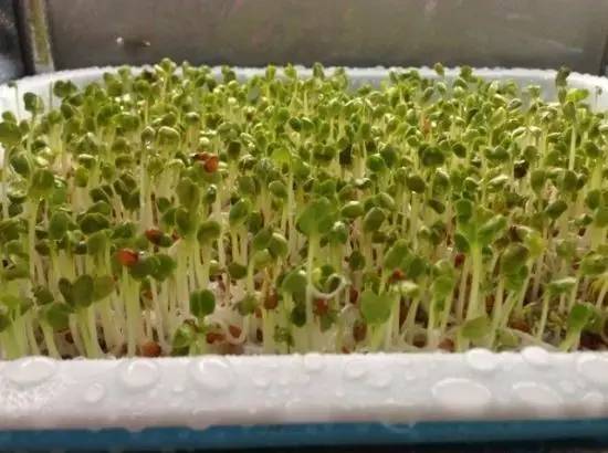 白色衣服的顽固发霉污渍如何清除,衣服发霉异味怎么清洗方法最简单