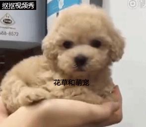 泰迪犬训练主人叫狗狗都不听话,泰迪狗不让梳腿毛怎么办