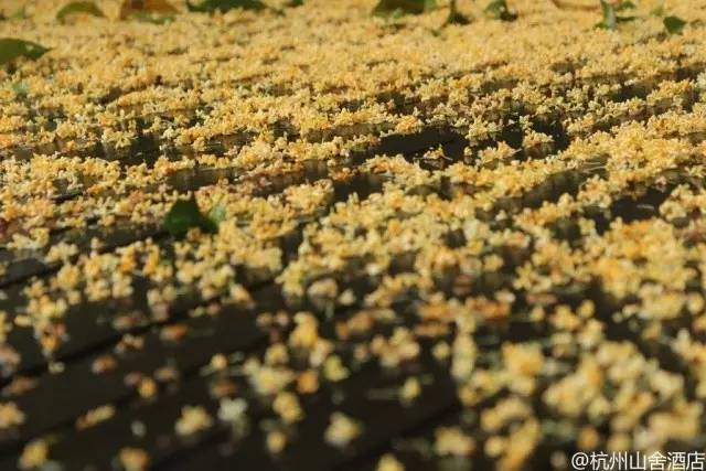 杭州旅游攻略酒店住宿三天两晚,杭州旅游攻略住宿排名