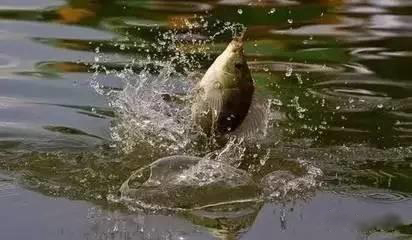 新手钓鱼入门基本知识绑线,四海钓鱼指定鱼线