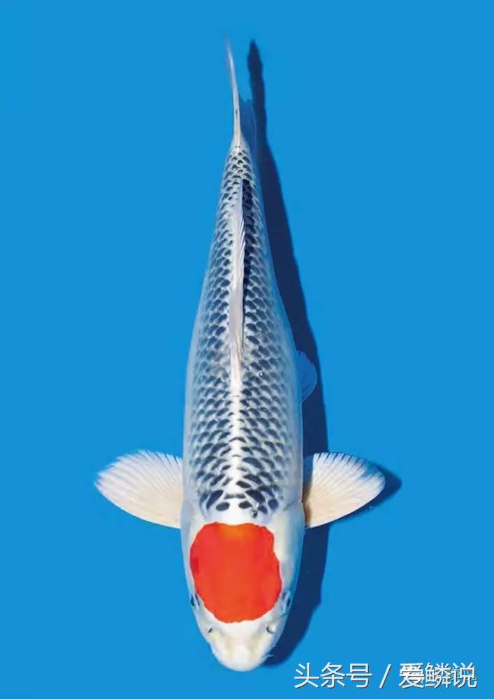 丹顶锦鲤—最有福相的鲤