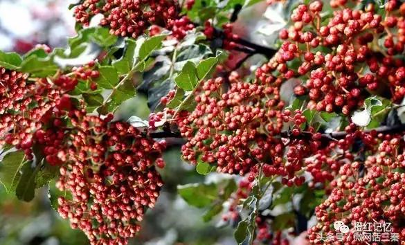 韩城花椒历史文化 (韩城花椒最多的地方是哪里)