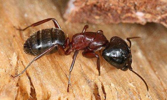 全异巨首蚁各种种类蚂蚁体型,世界上最可怕的昆虫子弹蚁