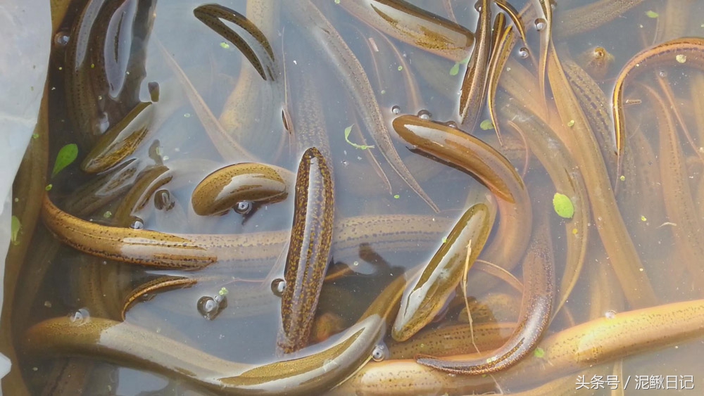 黄鳝和泥鳅可以网箱里混养吗,泥鳅黄鳝网箱养殖视频