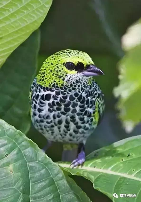 鸟类百科大全视频,鸟类大全包括孔雀吗