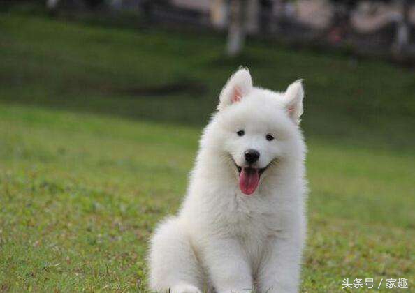 怎么辨别狗狗是真的萨摩耶,怎么判断萨摩耶狗狗纯不纯