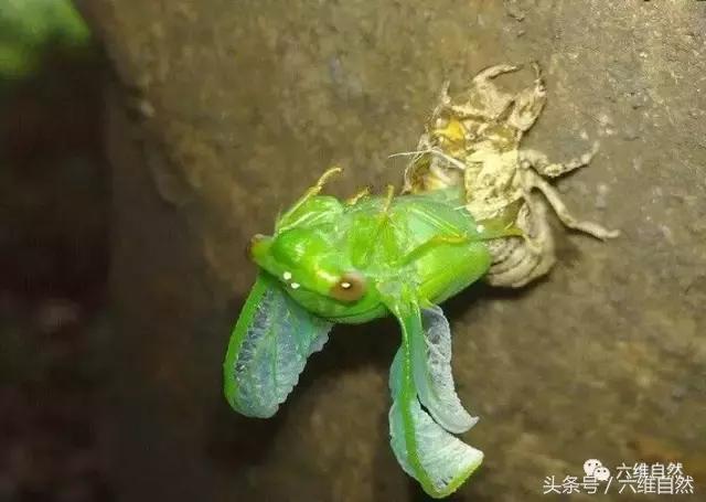 不同品种的蝉叫声有什么不同,知了与蝉的种类和叫声区别