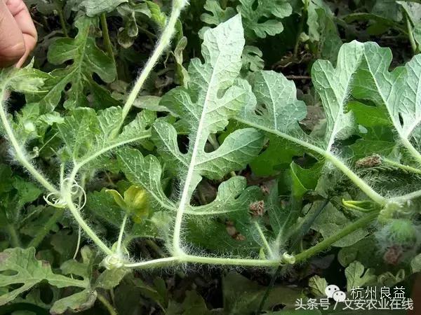 西瓜六必治瓜类六大病害一招搞定,西瓜病害六必治