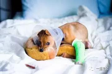 养宠经验分享狗狗伤口化脓怎么办,狗狗中毒急救