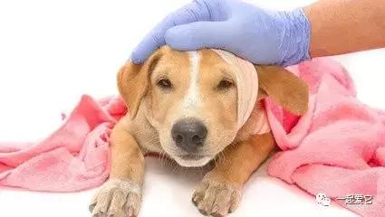 养宠经验分享狗狗伤口化脓怎么办,狗狗中毒急救