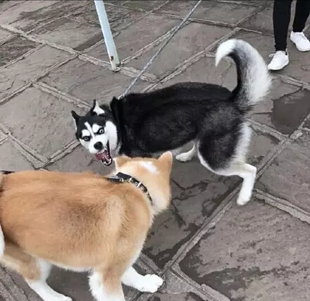 哈士奇表情包和柴犬表情包,秋田哈士奇表情包