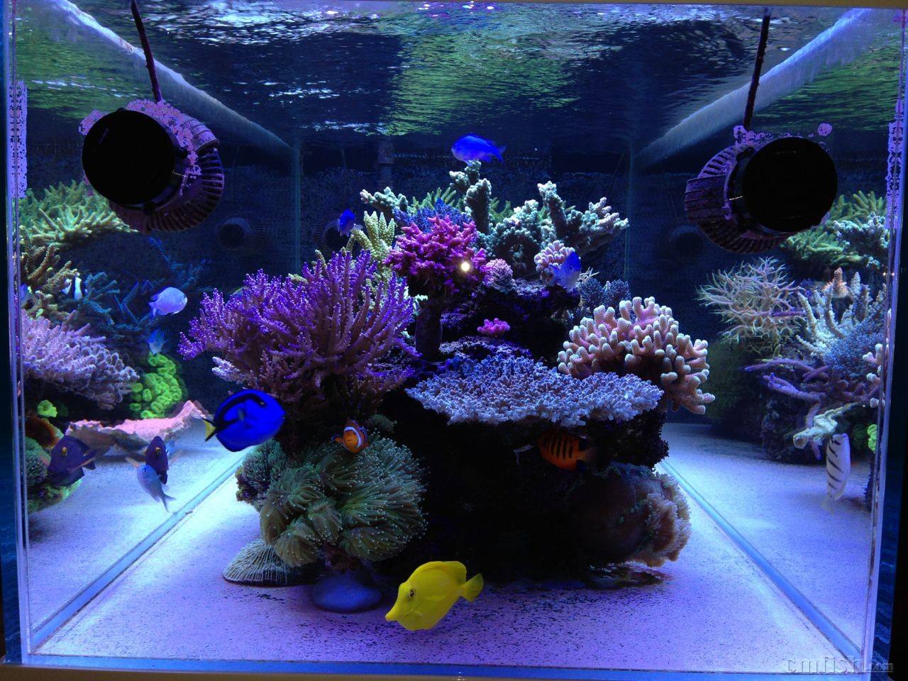 草缸硝化细菌正确使用方法,硝化细菌正确使用方法