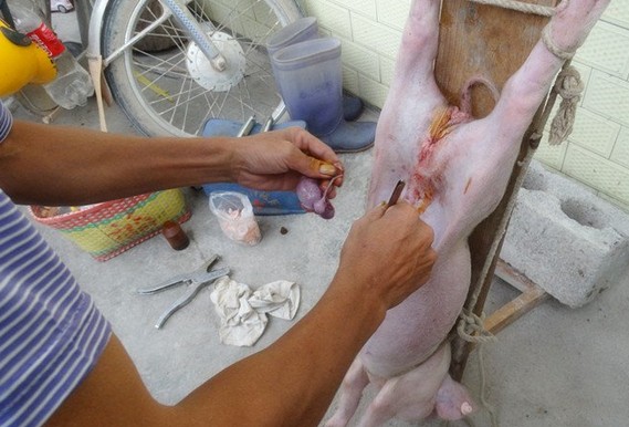 农村给猪羊做绝育手术,大猪场怎么给猪仔做绝育