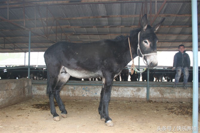 2020养驴的利润与成本驴价格行情,养驴的利润分析