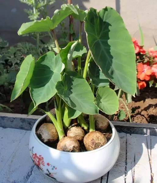 新手小白适合养殖小型盆栽的植物,各种盆栽植物的种植方法