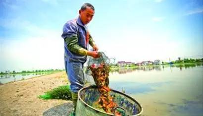 潜江市龙虾节宣传视频,新闻联播潜江龙虾节