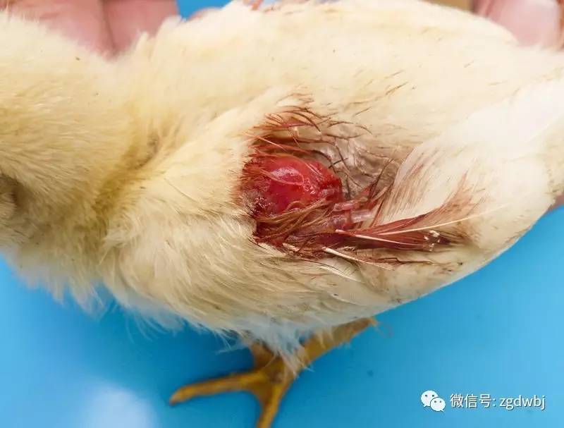 鸡的啄肛癖怎么治,鸡啄癖症