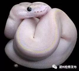 汕头张某杰出售宠物获刑,湖城一号案件进展