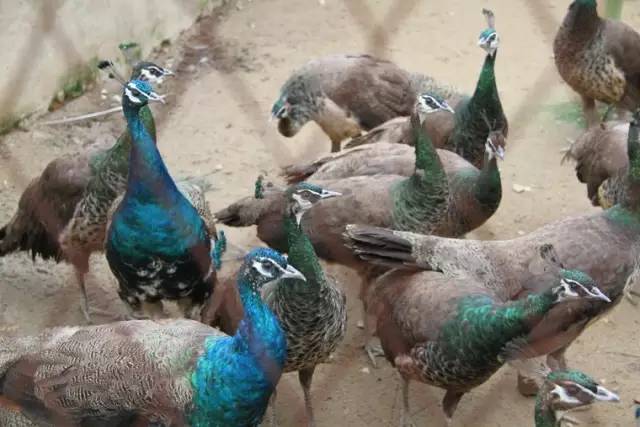 柳州周边好玩的农庄推荐,柳州周边农庄