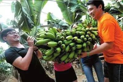 为什么现在水果味道越来越淡,为什么现在水果品种越来越多