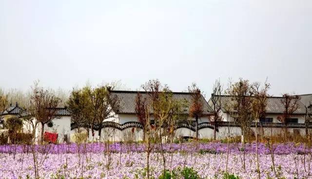 徐州这个村彻底火了，央视一天两次直播！大徐州你咋这么牛