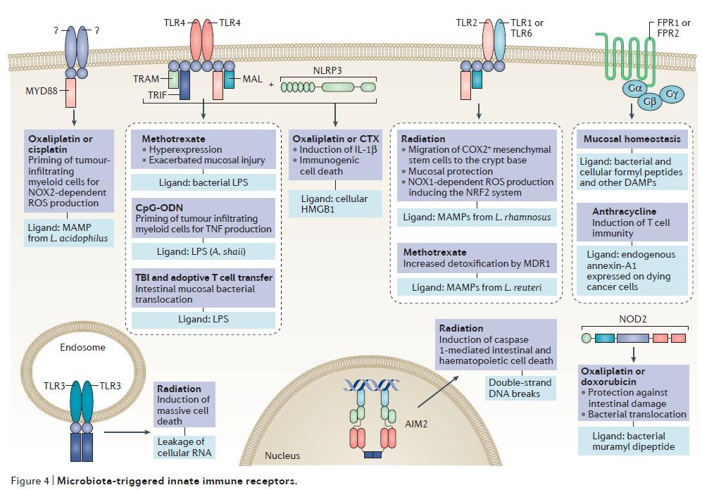 癌症免疫疗法nature (肿瘤免疫治疗nature)