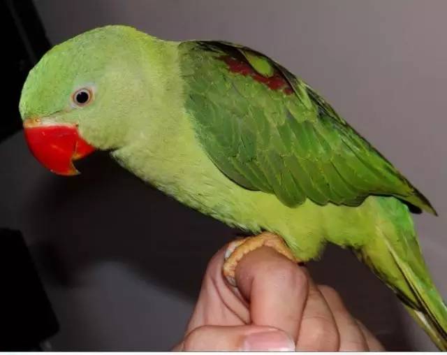 老鼠咬兔子需要打狂犬疫苗吗,被鼠兔咬伤要打狂犬疫苗吗