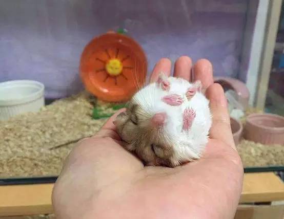 被老鼠咬伤要不要打狂犬疫苗,被宠物兔子咬了需要打狂犬疫苗吗