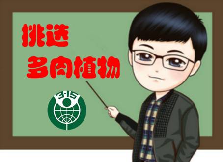 进口块根多肉植物,进口多肉植物哪里进货