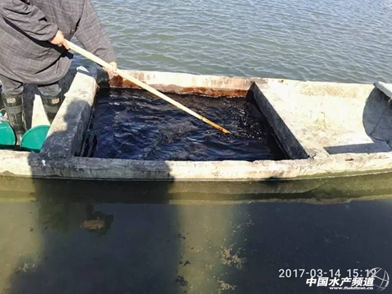 蟹塘低温青苔如何防治,早期蟹塘青苔怎么处理