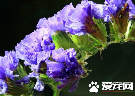 勿忘我是星辰花吗,勿忘我跟熏衣草一样吗