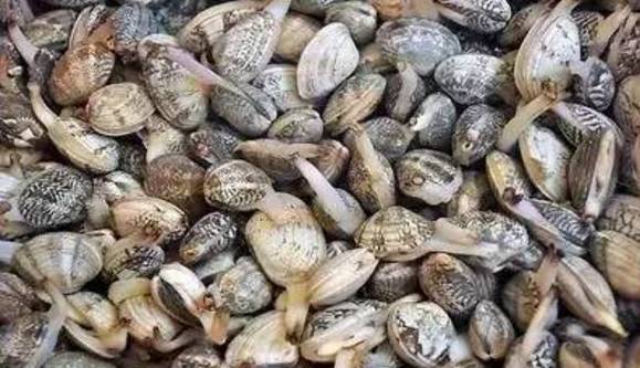 威海赶海攻略,威海冬季赶海攻略