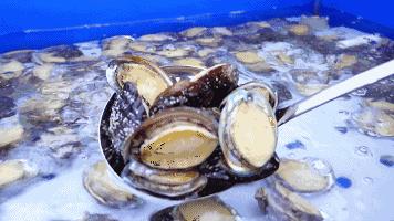 大连海洋馆搬运动物,大连空运的海鲜