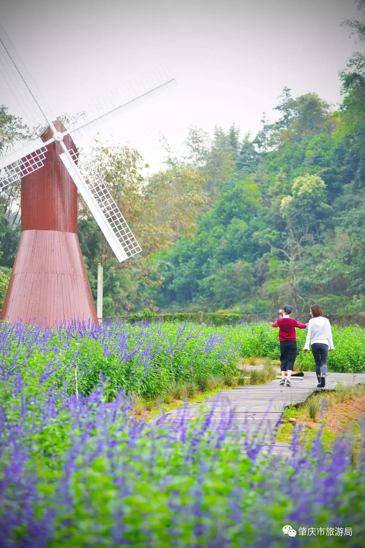 广东哪里的花海最美五月,肇庆德庆盘龙峡薰衣草