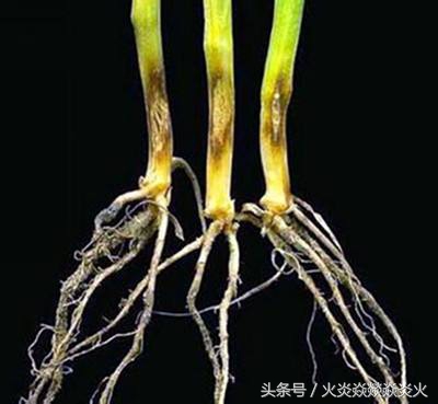 小麦枯萎是怎么引起的,怎样有效解决小麦的腐烂病