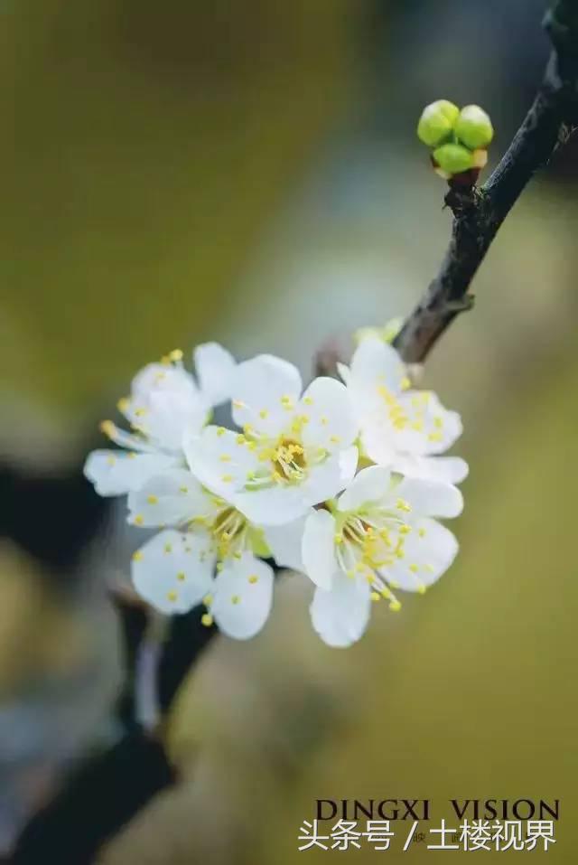 龙岩赏花景点,龙岩的花海