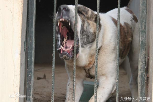全球十大护卫犬排行榜,世界十大护卫犬排行榜图片