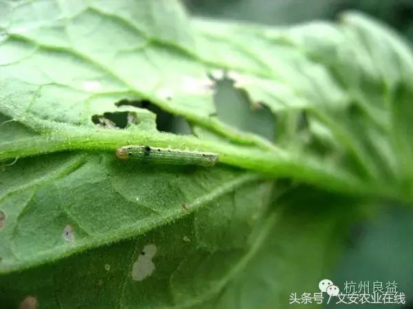 西瓜六必治瓜类六大病害一招搞定,西瓜病害六必治