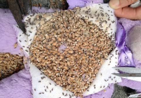 这造假我也是服，澳洲维E面霜遭山寨！看了5遍才发现问题！