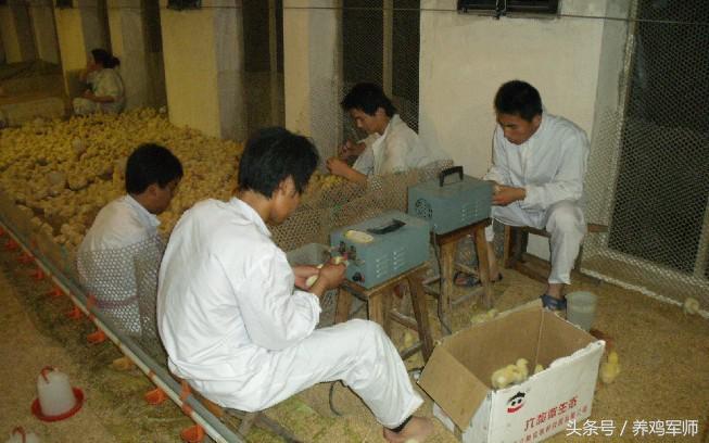 养鸡如何提高存活率,养鸡断喙正确方法